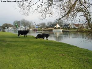 Cattle at Chertsey